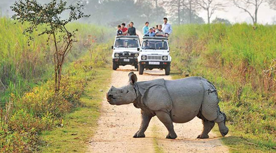 Kaziranga Wildlife Experience Tour