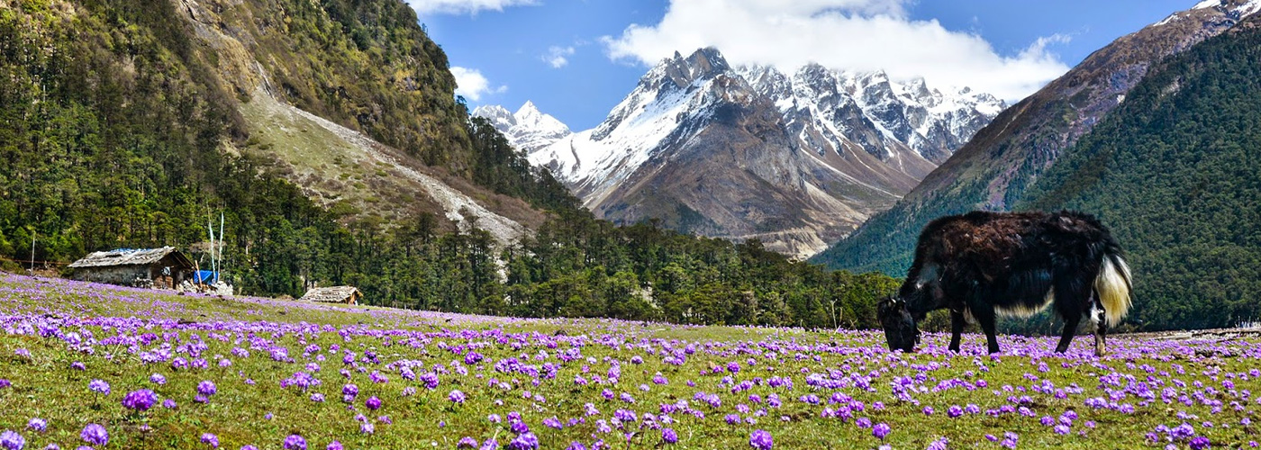 Yumthang Valley